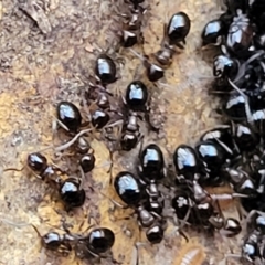 Formicidae (family) at Crace, ACT - 13 Jul 2023