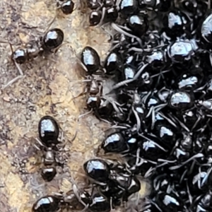 Formicidae (family) at Crace, ACT - 13 Jul 2023