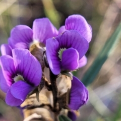 Hovea heterophylla (Common Hovea) at Gungaderra Grasslands - 13 Jul 2023 by trevorpreston