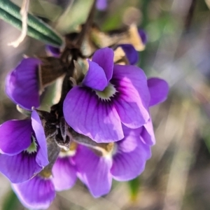 Hovea heterophylla at Crace, ACT - 13 Jul 2023