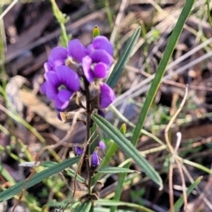 Hovea heterophylla at Crace, ACT - 13 Jul 2023