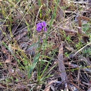 Hovea heterophylla at Crace, ACT - 13 Jul 2023