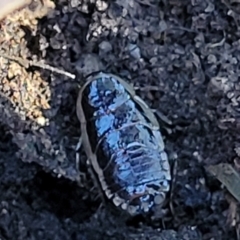 Melanozosteria dookiensis (Dookie woodland cockroach) at Gungaderra Grasslands - 13 Jul 2023 by trevorpreston