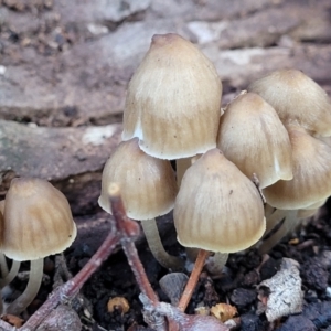 Mycena sp. ‘grey or grey-brown caps’ at Crace, ACT - 13 Jul 2023 02:58 PM