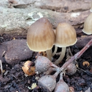 Mycena sp. ‘grey or grey-brown caps’ at Crace, ACT - 13 Jul 2023 02:58 PM