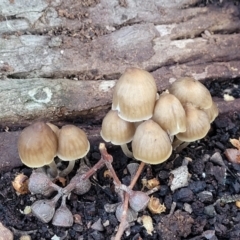 Mycena sp. ‘grey or grey-brown caps’ at Crace, ACT - 13 Jul 2023