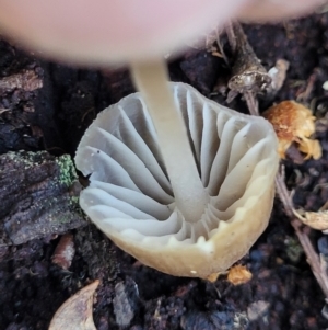 Mycena sp. ‘grey or grey-brown caps’ at Crace, ACT - 13 Jul 2023 02:58 PM