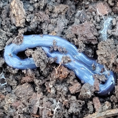 Caenoplana coerulea (Blue Planarian, Blue Garden Flatworm) at Crace, ACT - 13 Jul 2023 by trevorpreston