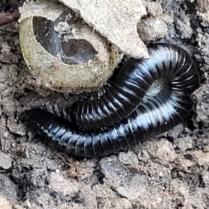 Ommatoiulus moreleti at Crace, ACT - 13 Jul 2023 02:52 PM