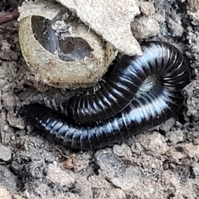 Ommatoiulus moreleti (Portuguese Millipede) at Crace, ACT - 13 Jul 2023 by trevorpreston