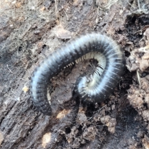 Ommatoiulus moreleti at Crace, ACT - 13 Jul 2023 02:52 PM