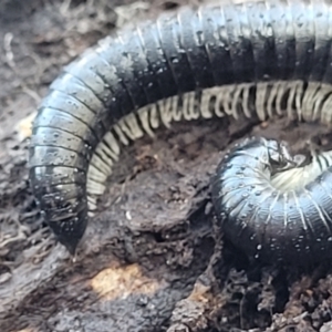 Ommatoiulus moreleti at Crace, ACT - 13 Jul 2023 02:52 PM