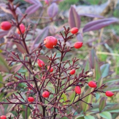 Nandina domestica (Sacred Bamboo) at Crace, ACT - 13 Jul 2023 by trevorpreston