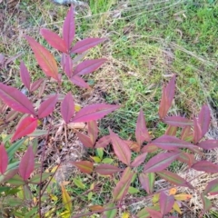 Nandina domestica at Crace, ACT - 13 Jul 2023