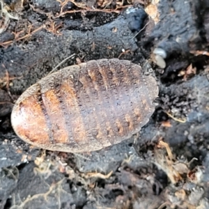 Calolampra sp. (genus) at Crace, ACT - 13 Jul 2023