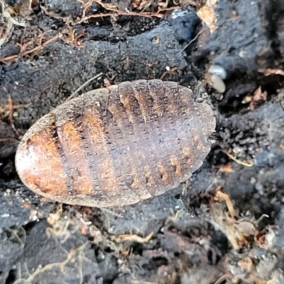 Calolampra sp. (genus) (Bark cockroach) at Gungaderra Grasslands - 13 Jul 2023 by trevorpreston