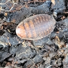 Calolampra sp. (genus) at Crace, ACT - 13 Jul 2023