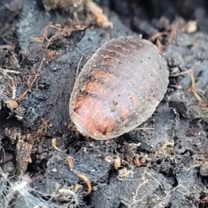 Calolampra sp. (genus) at Crace, ACT - 13 Jul 2023