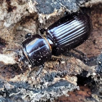 Aulacocyclus edentulus (Passalid beetle) at Gungaderra Grasslands - 13 Jul 2023 by trevorpreston