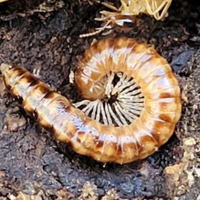 Paradoxosomatidae sp. (family) (Millipede) at Crace, ACT - 13 Jul 2023 by trevorpreston