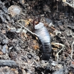 Dermaptera (order) at Crace, ACT - 13 Jul 2023 02:31 PM