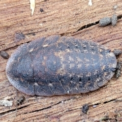 Laxta sp. (genus) (Bark cockroach) at Crace, ACT - 13 Jul 2023 by trevorpreston
