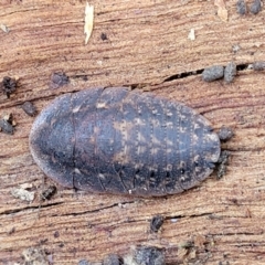 Laxta sp. (genus) at Crace, ACT - 13 Jul 2023 02:28 PM