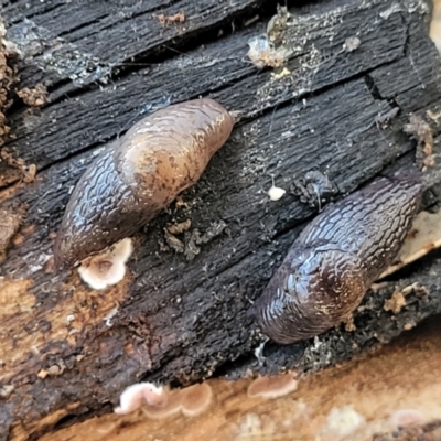 Deroceras sp. (genus) (A Slug or Snail) at Crace, ACT - 13 Jul 2023 by trevorpreston