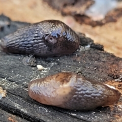 Deroceras sp. (genus) at Crace, ACT - 13 Jul 2023 02:27 PM