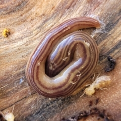 Fletchamia quinquelineata (Five-striped flatworm) at Gungaderra Grasslands - 13 Jul 2023 by trevorpreston