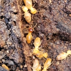 Nasutitermes sp. (genus) (Snouted termite, Gluegun termite) at Crace, ACT - 13 Jul 2023 by trevorpreston