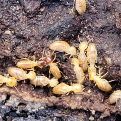 Nasutitermes sp. (genus) at Crace, ACT - 13 Jul 2023