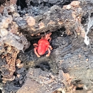 Trombidiidae (family) at Crace, ACT - 13 Jul 2023 02:20 PM