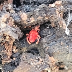 Trombidiidae (family) (Red velvet mite) at Crace, ACT - 13 Jul 2023 by trevorpreston