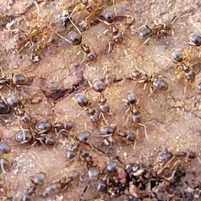 Formicidae (family) (Unidentified ant) at Crace, ACT - 13 Jul 2023 by trevorpreston