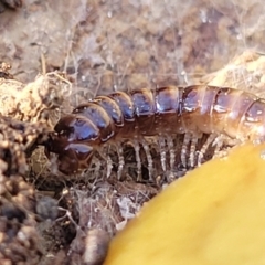 Paradoxosomatidae sp. (family) (Millipede) at Gungaderra Grasslands - 13 Jul 2023 by trevorpreston