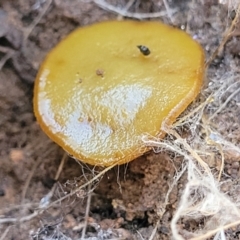 Aleurina asperula at Gungaderra Grasslands - 13 Jul 2023