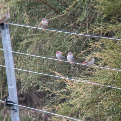 Neochmia temporalis (Red-browed Finch) at Bungowannah, NSW - 12 Jul 2023 by Darcy