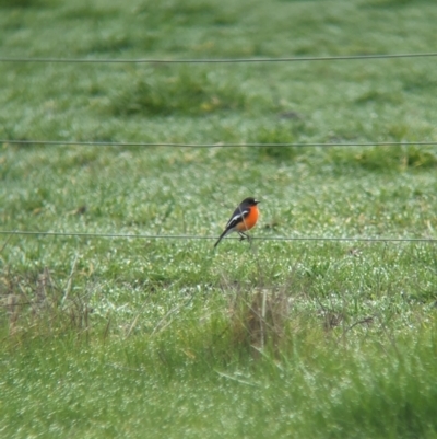 Petroica phoenicea (Flame Robin) at Bungowannah, NSW - 13 Jul 2023 by Darcy