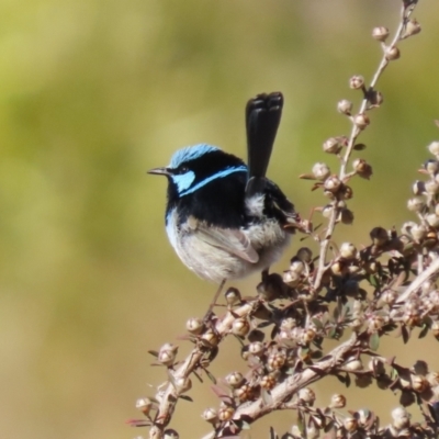 Malurus cyaneus (Superb Fairywren) at Isabella Plains, ACT - 13 Jul 2023 by RodDeb