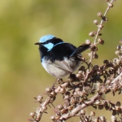 Malurus cyaneus at Isabella Plains, ACT - 13 Jul 2023 12:51 PM