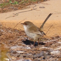 Malurus cyaneus at Isabella Plains, ACT - 13 Jul 2023 12:51 PM