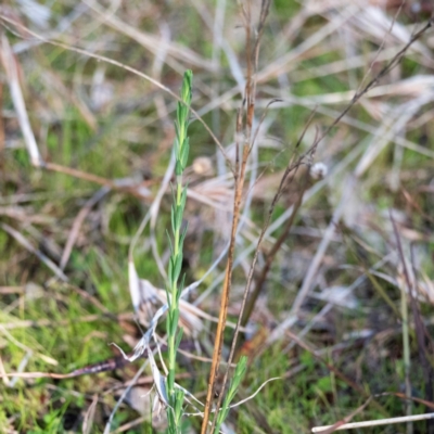 Linum marginale (Native Flax) at Higgins Woodland - 13 Jul 2023 by Untidy