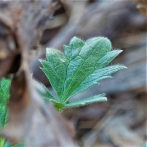 Ranunculus lappaceus at Higgins, ACT - 13 Jul 2023