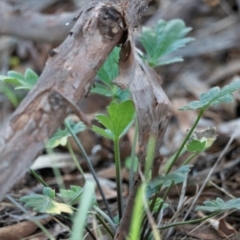 Ranunculus lappaceus at Higgins, ACT - 13 Jul 2023