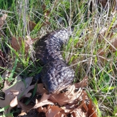 Tiliqua rugosa (Shingleback Lizard) at QPRC LGA - 13 Jul 2023 by HappyWanderer