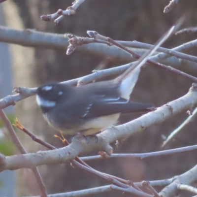 Rhipidura albiscapa (Grey Fantail) at QPRC LGA - 7 Jul 2023 by MatthewFrawley