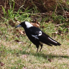 Gymnorhina tibicen (Australian Magpie) at Braidwood, NSW - 9 Jul 2023 by MatthewFrawley