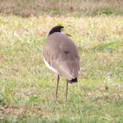 Vanellus miles (Masked Lapwing) at Braidwood, NSW - 9 Jul 2023 by MatthewFrawley