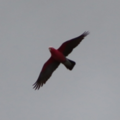 Eolophus roseicapilla (Galah) at Braidwood, NSW - 9 Jul 2023 by MatthewFrawley